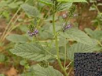 陜西大田 植物甾醇提取物 廠家直銷 包郵批發(fā)價(jià)格@西安 陜西大田生物 植物提取物-